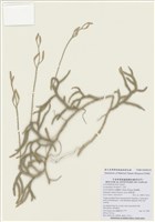 藏品(石松)的圖片